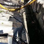 Raia Lapa IMG_3694-