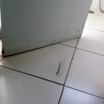 Raia Franca 20170314_090808